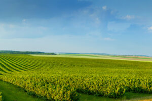 Panoramica view ofcolorful fields and rows of currant bush seedlings as a background composition