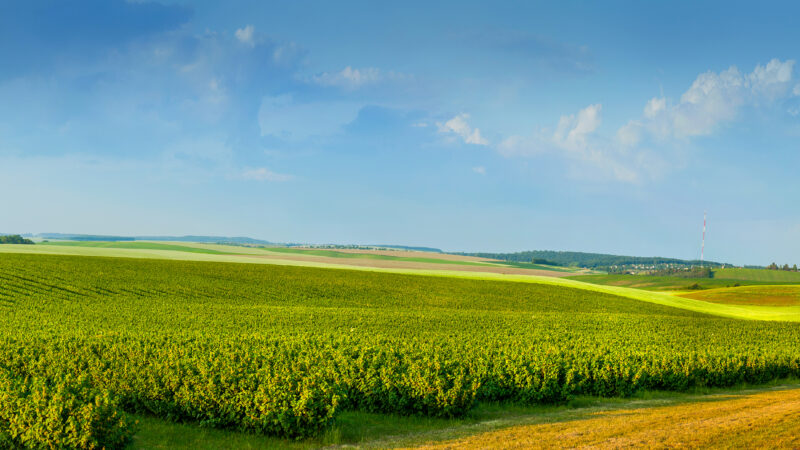 Panoramica view ofcolorful fields and rows of currant bush seedlings as a background composition